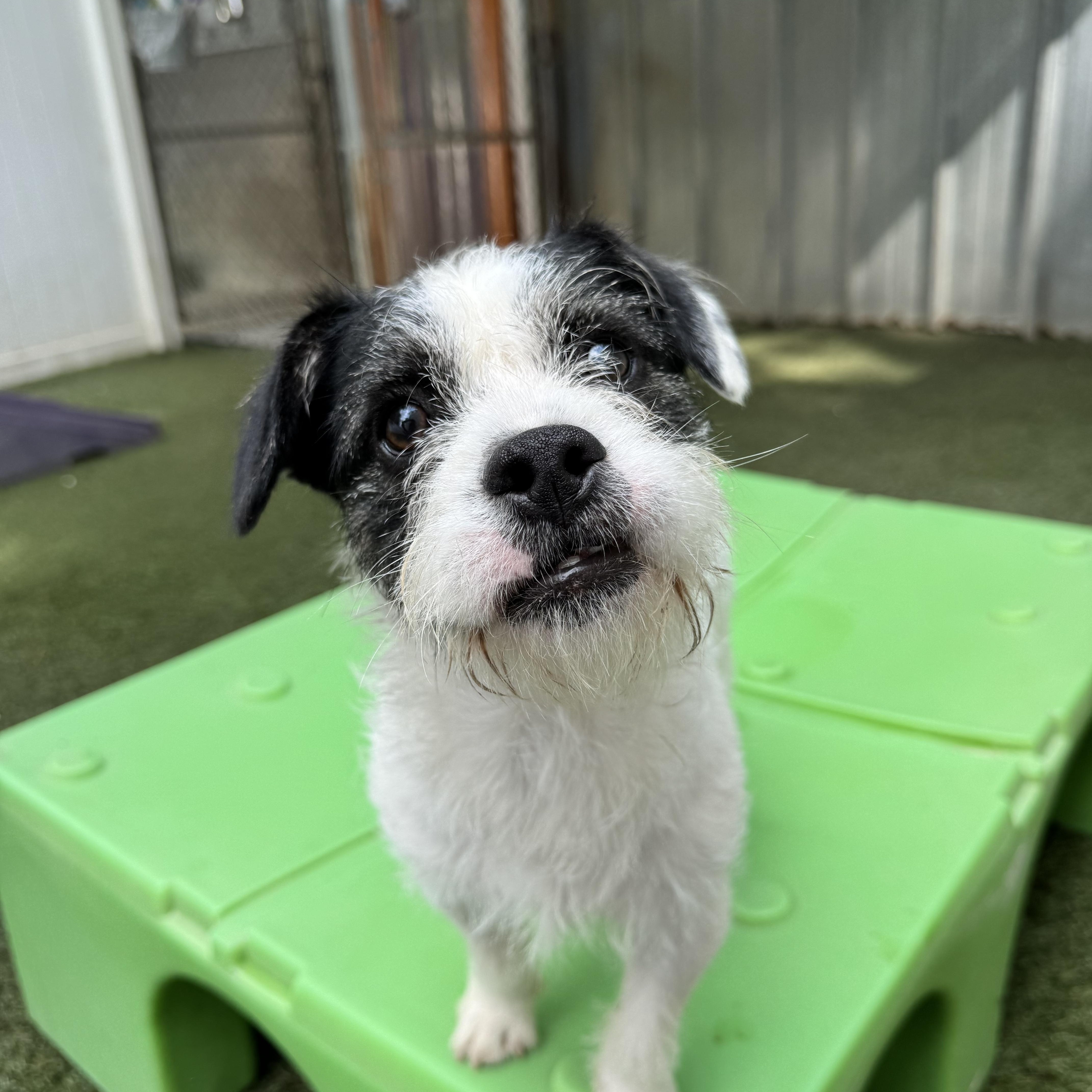 A young small-sized male Black Jack Russell Terrier dog named Oliver for adoption in Baker, LA