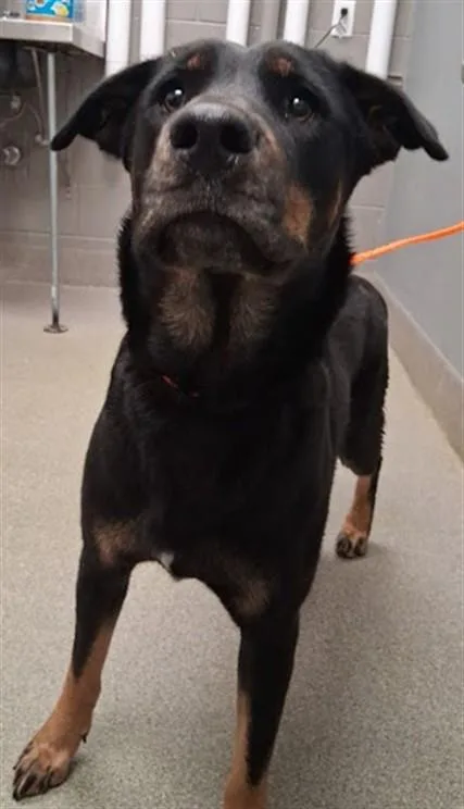 An adult large-sized female Rottweiler dog named Misty for adoption in Las Vegas, NV