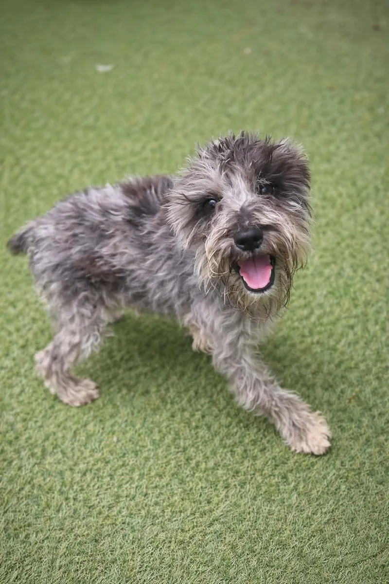 A baby small-sized female Miniature Schnauzer dog named Zoey for adoption in Cochran, GA