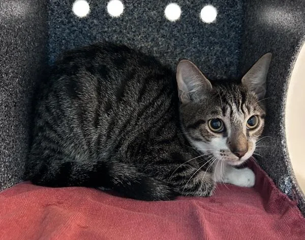 A young small-sized male Domestic Short Hair cat named Juggler for adoption in New York, NY