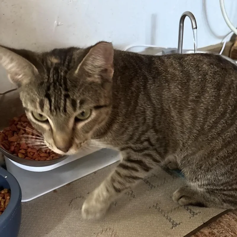 A young medium-sized female Tabby (Brown / Chocolate) Tabby cat named Sara for adoption in Porter, TX