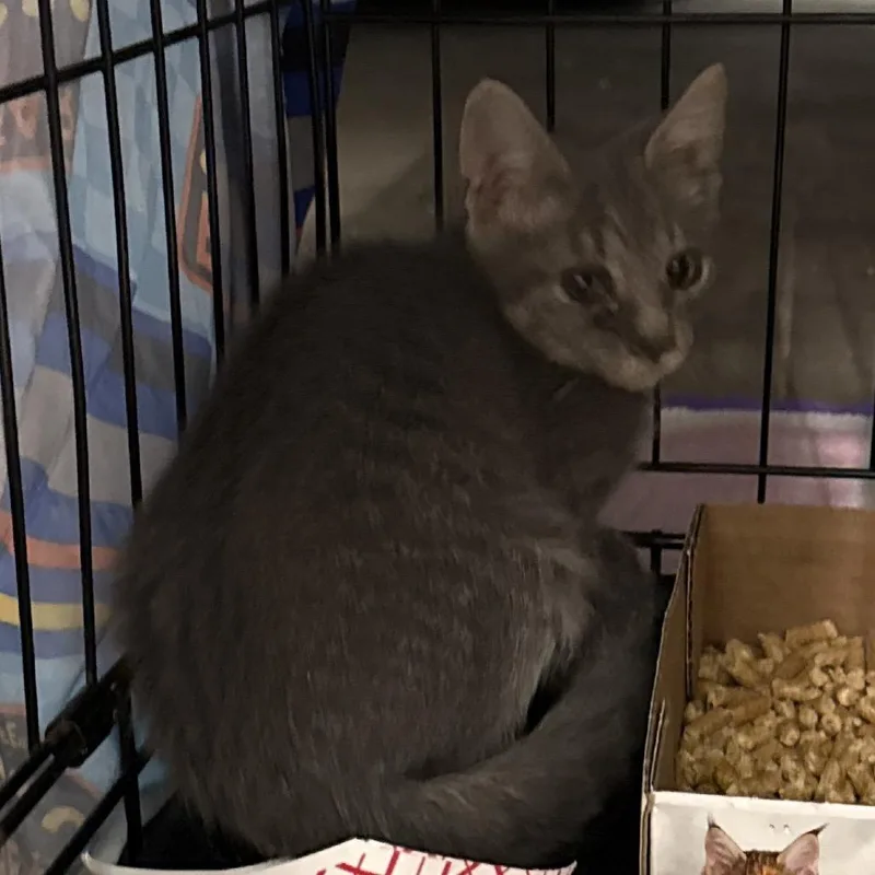 A baby small-sized male Gray / Blue / Silver Domestic Short Hair cat named Rolls for adoption in Bismarck, ND