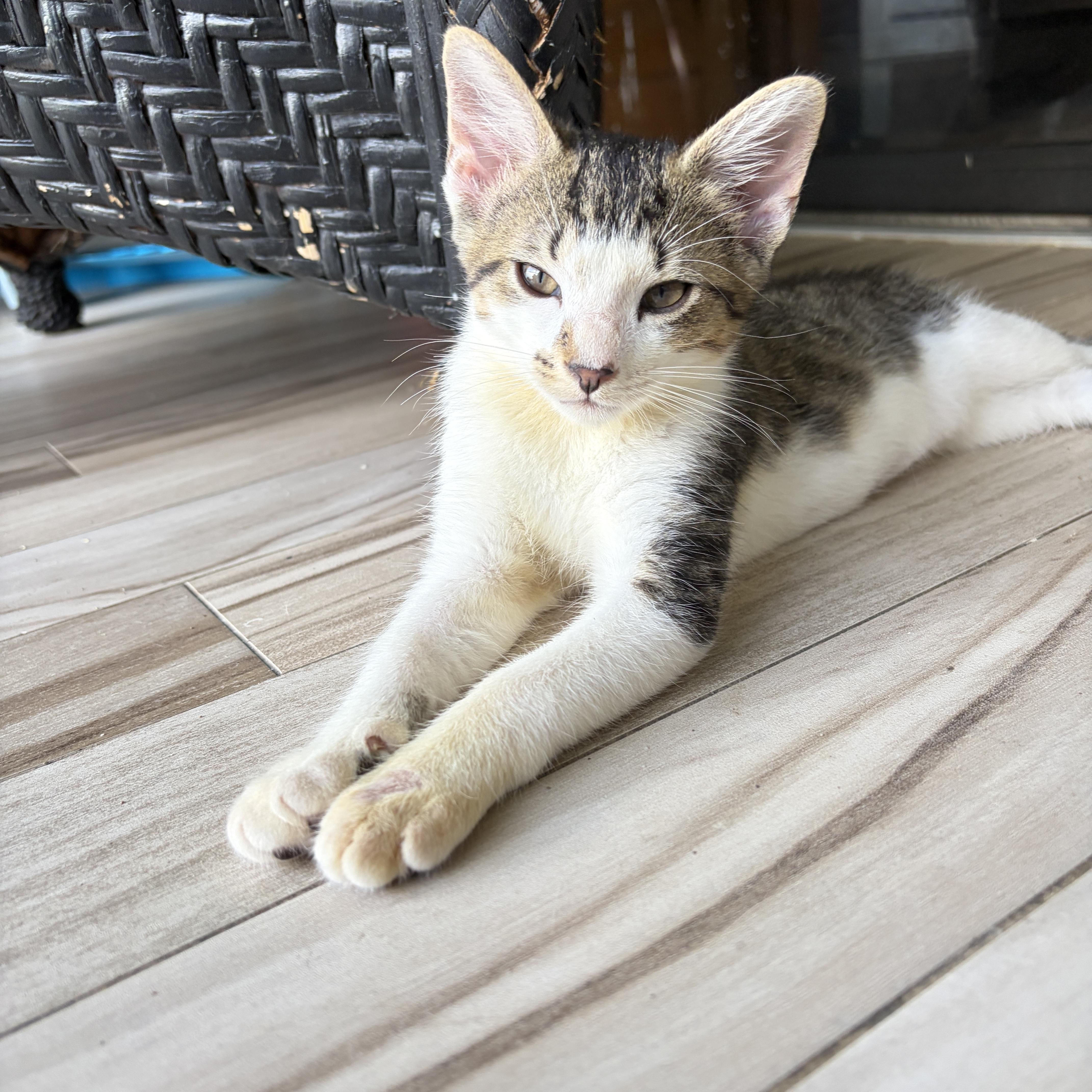 A baby medium-sized male White Domestic Short Hair cat named Duey for adoption in Lauderhill, FL