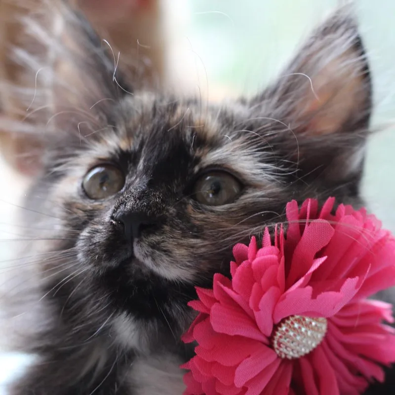 A baby small-sized female Tortoiseshell Domestic Medium Hair cat named Abalone for adoption in Chapel Hill, NC