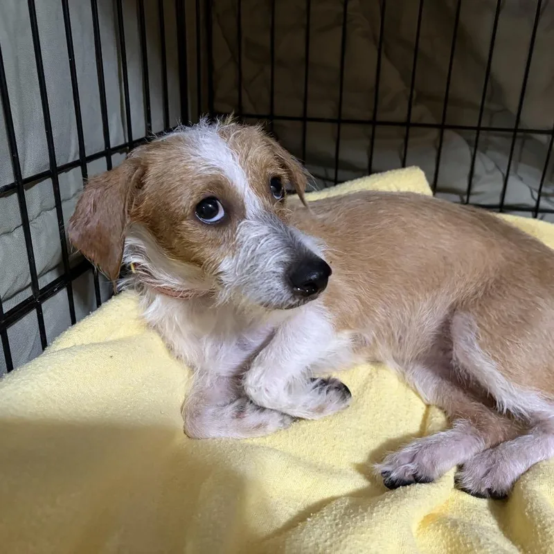 A young small-sized female Terrier dog named Hope C for adoption in Oklahoma City, OK