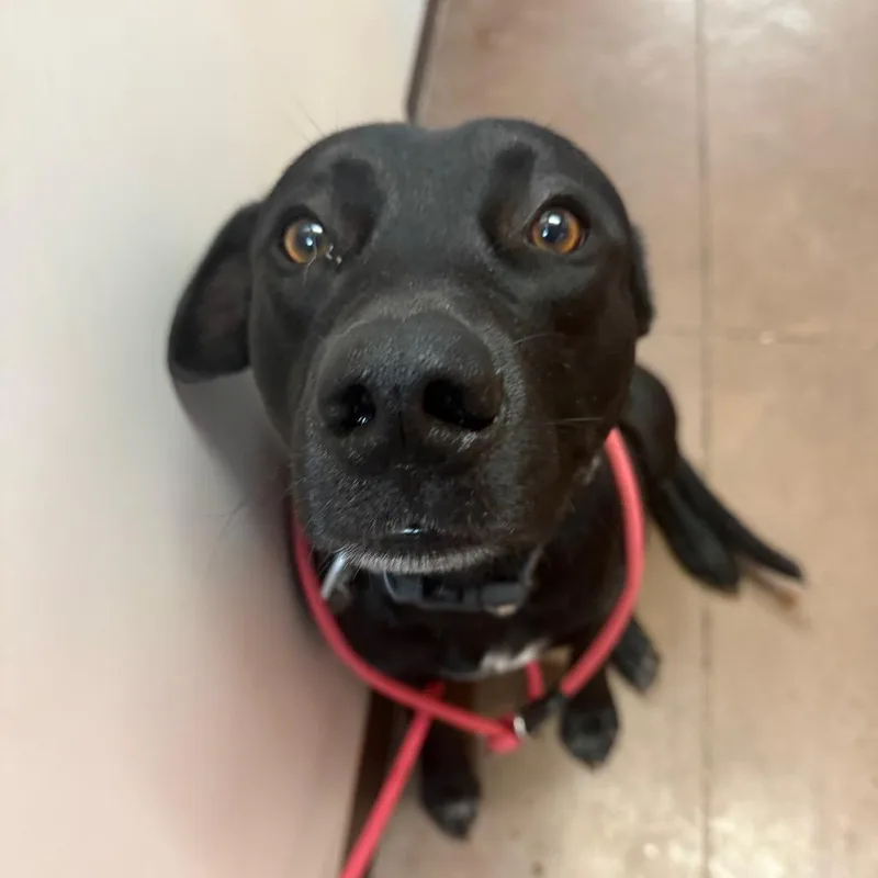 An adult medium-sized male Black Pit Bull Terrier dog named Bonsai for adoption in Flagstaff, AZ