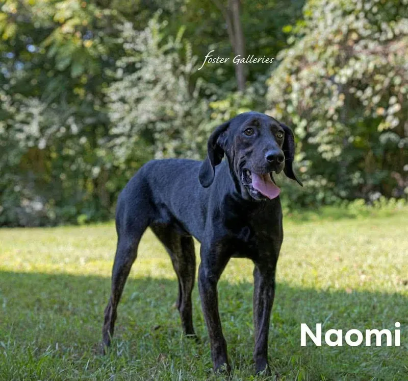 A young medium-sized female Plott Hound dog named Naomi for adoption in Spring Hill, TN