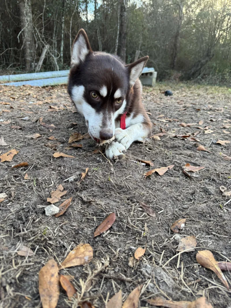 A young medium-sized male Tricolor (Brown, Black, & White) Siberian Husky dog named Gibbs for adoption in Lakeland, FL