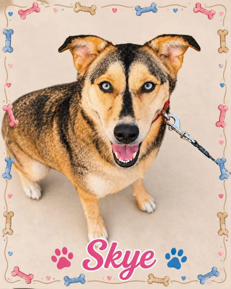 An adult large-sized female Yellow / Tan / Blond / Fawn Australian Shepherd dog named Skye for adoption in Bowie, TX