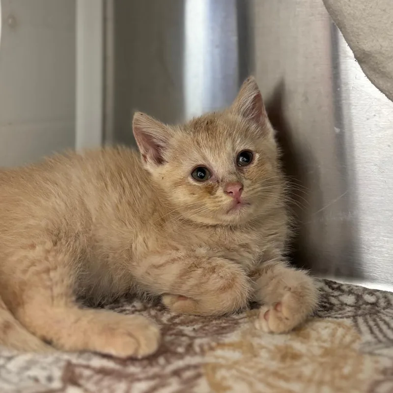 A baby small-sized male Orange / Red Domestic Short Hair cat named Picasso for adoption in Nashville, IN