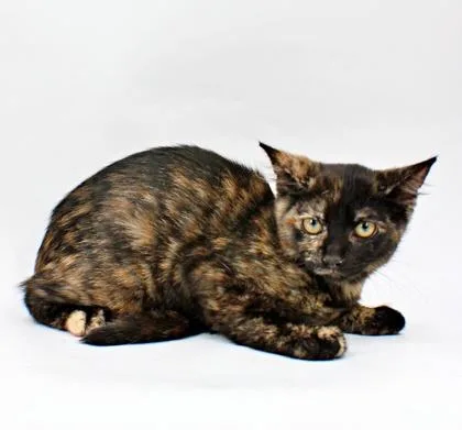 A baby small-sized female Domestic Short Hair cat named Piper for adoption in Morton Grove, IL