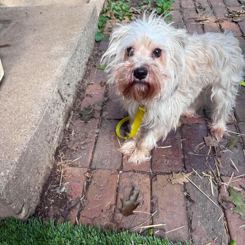 An adult small-sized male Miniature Schnauzer dog named Princess for adoption in Homer Glen, IL
