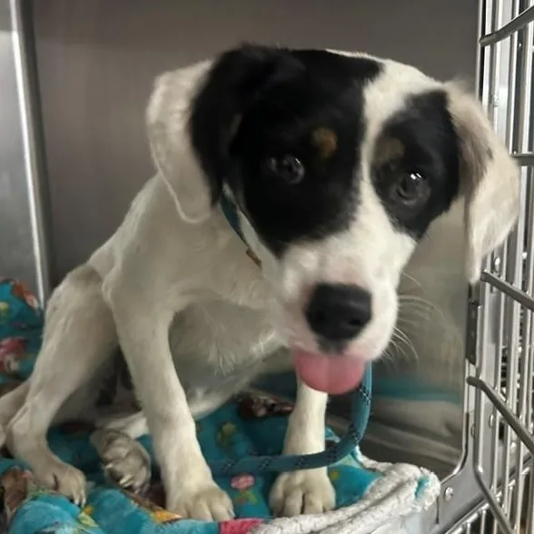 An adult small-sized female Tricolor (Brown, Black, & White) Mixed Breed dog named Magenta for adoption in Allegan, MI