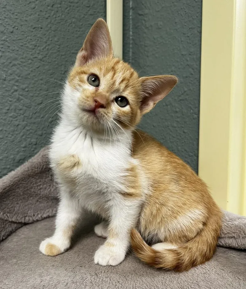 A baby small-sized female Domestic Medium Hair cat named Pigeon for adoption in Jamestown, CA