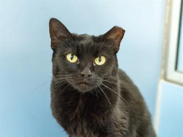 A senior medium-sized female Domestic Short Hair cat named Areia for adoption in Martinez, CA