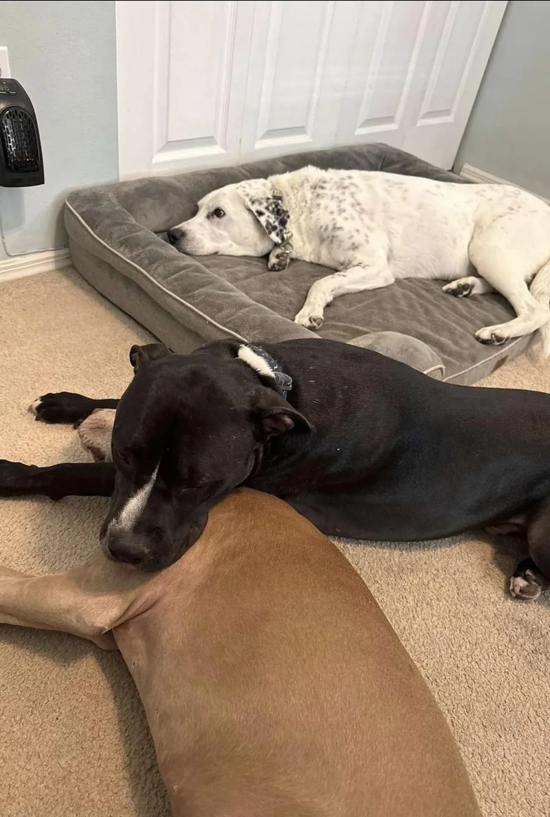 An adult medium-sized male Black Boxer dog named Turbo for adoption in Melbourne , FL