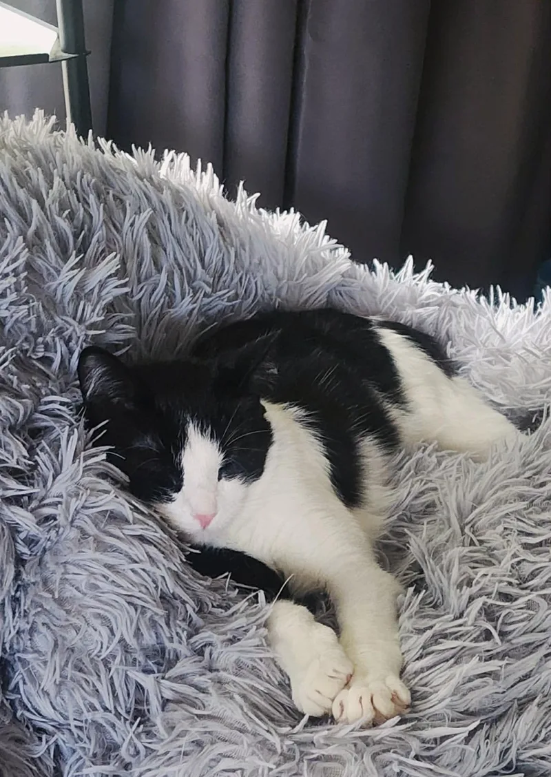 A baby small-sized female Black & White / Tuxedo Domestic Short Hair cat named Spin for adoption in Stoughton, WI