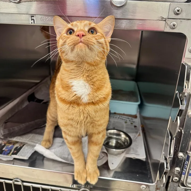 An adult large-sized male Orange / Red Domestic Short Hair cat named Laz for adoption in Auburn, AL
