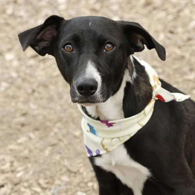 A young medium-sized female Labrador Retriever dog named Aria for adoption in San Antonio, TX