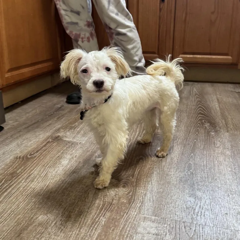 A baby small-sized female Maltese dog named Cyrah for adoption in China Township, MI
