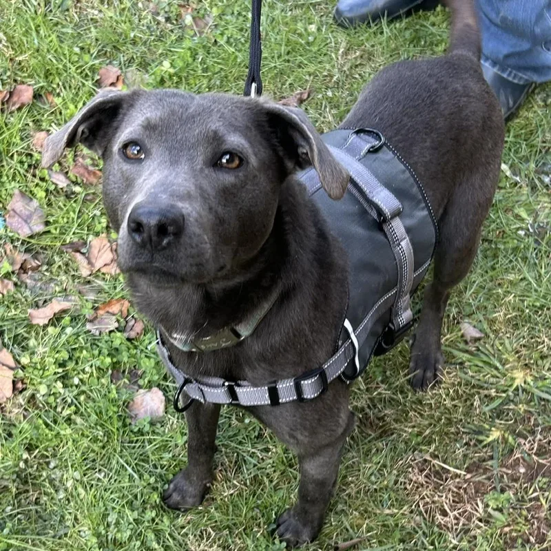 An adult medium-sized female Gray / Blue / Silver Blue Lacy dog named Lacy aka Mertle for adoption in Sequatchie, TN