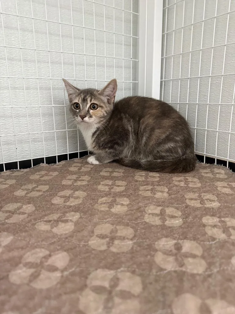 A baby small-sized female Domestic Short Hair cat named Peaches for adoption in Brookings, OR