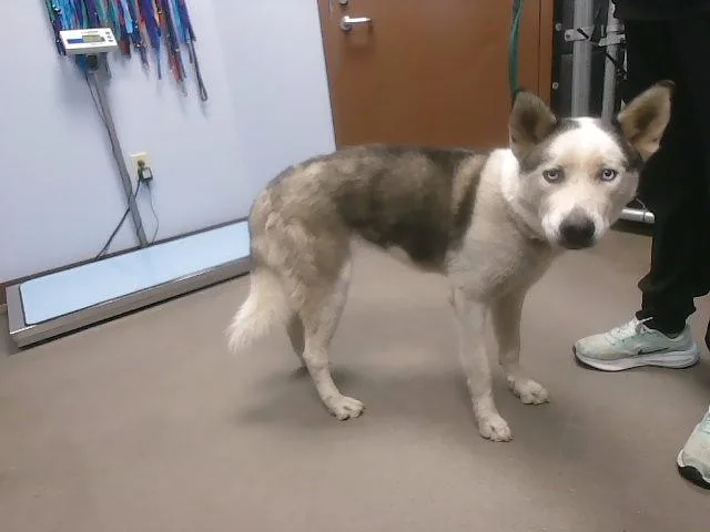 Kenai