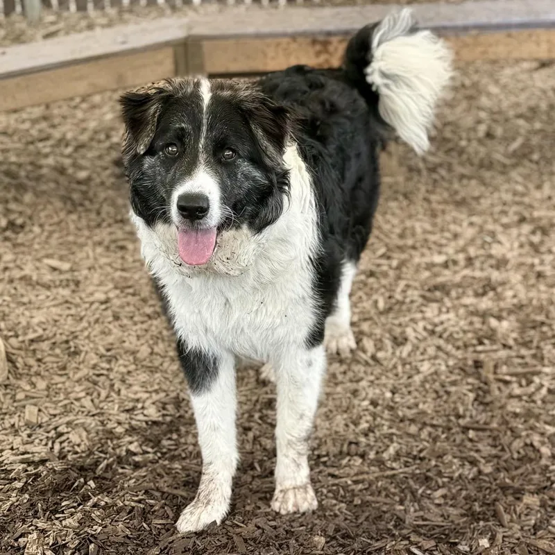 A young large-sized male White / Cream Great Pyrenees dog named Po for adoption in Bellingham, WA
