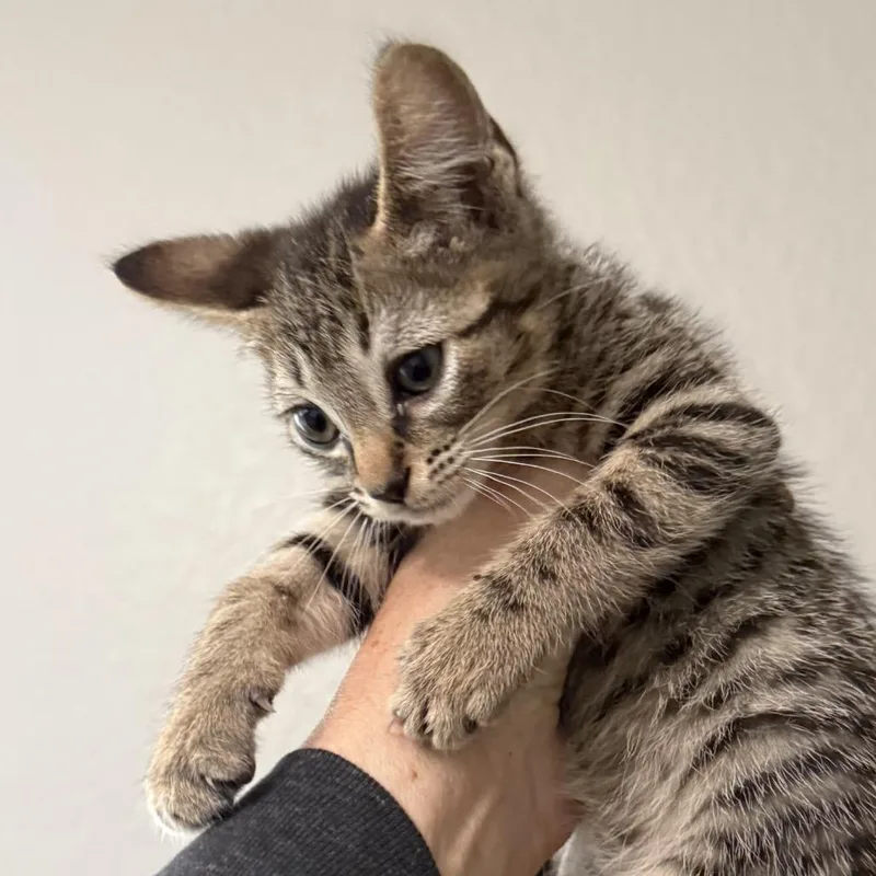 A baby small-sized female Buff / Tan / Fawn Domestic Short Hair cat named Oreo for adoption in San Diego, CA
