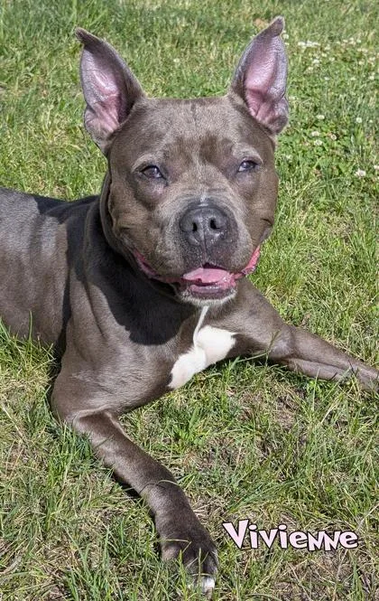 An adult large-sized female Pit Bull Terrier dog named Vivienne for adoption in Mason, MI