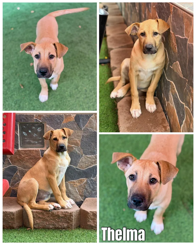 Thelma & Louise thumbnail 3