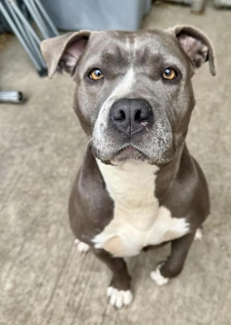 An adult medium-sized female Gray / Blue / Silver Pit Bull Terrier dog named Mindy for adoption in Chicago, IL