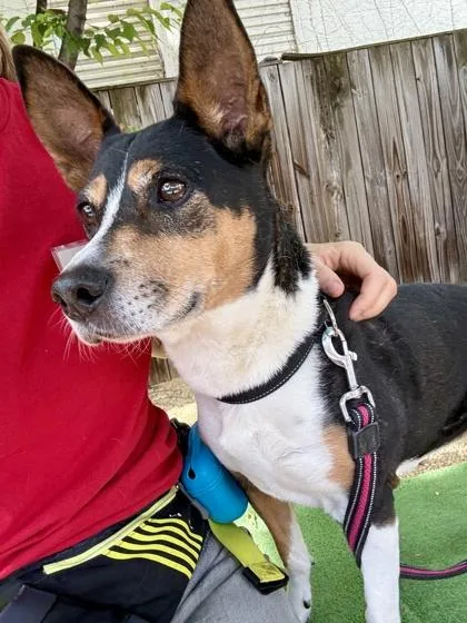 An adult medium-sized female Shepherd dog named Starfish for adoption in Washington, DC