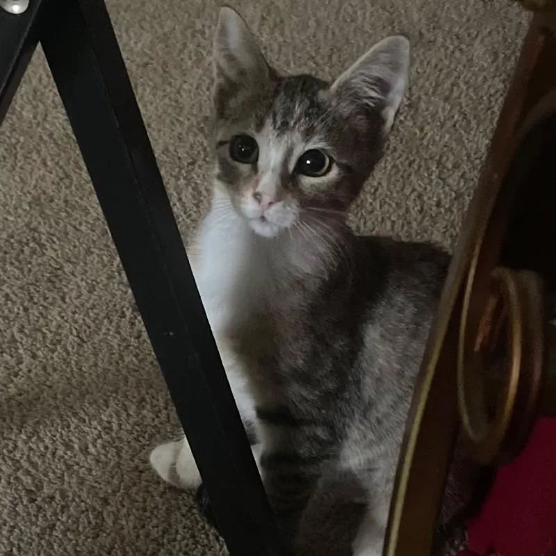 A baby small-sized female Gray / Blue / Silver Domestic Short Hair cat named Luna for adoption in Baytown, TX