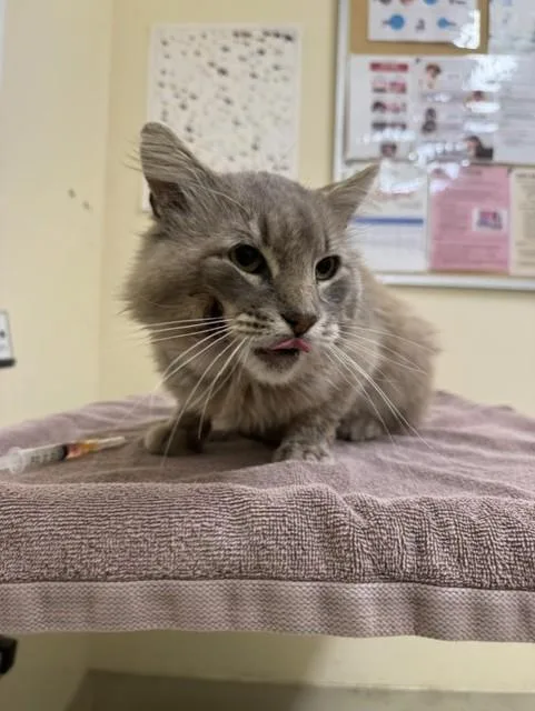 An adult large-sized male Domestic Long Hair cat named A for adoption in Fremont, CA
