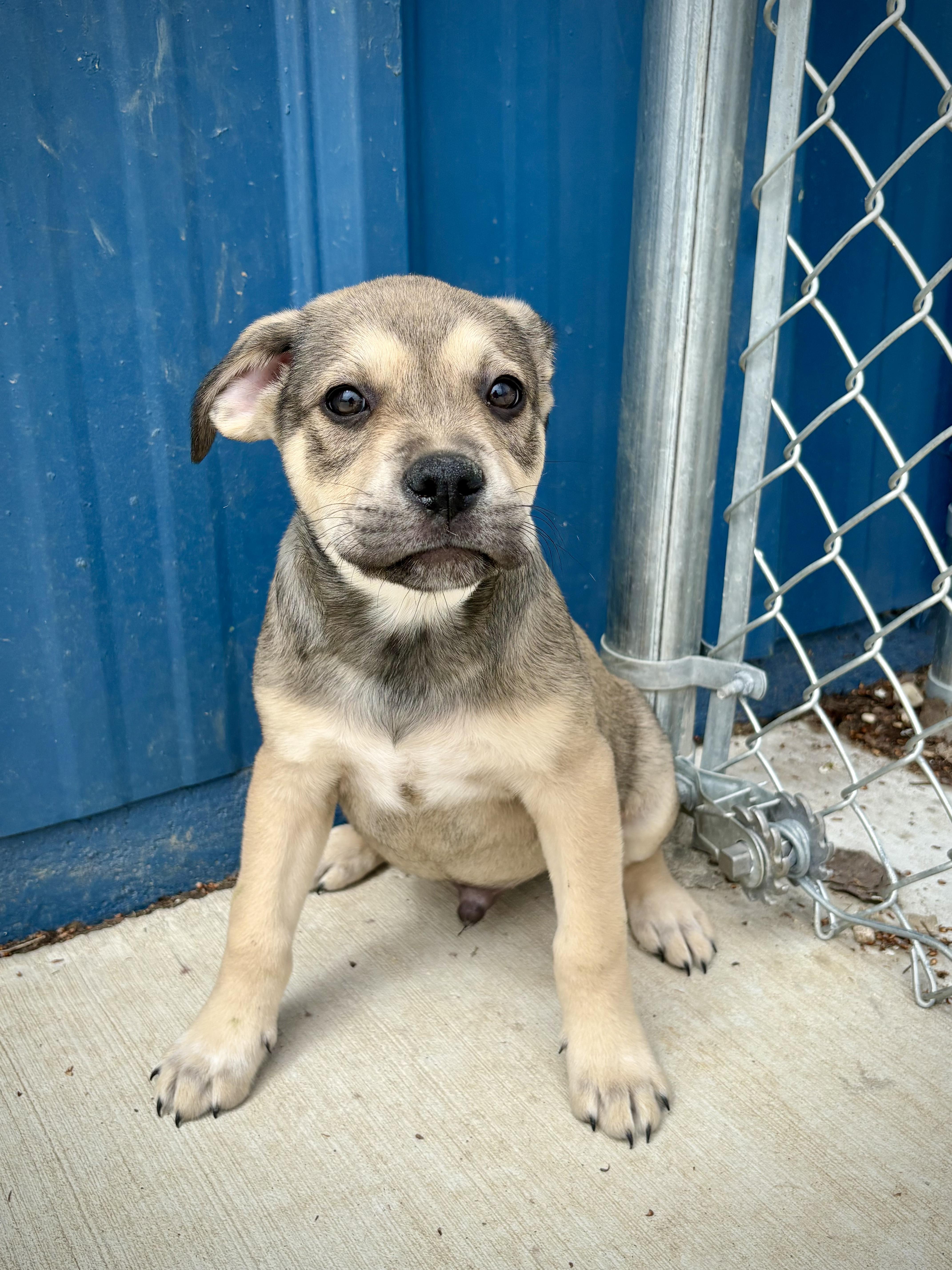 A baby medium-sized male White / Cream English Shepherd dog named Misha for adoption in Kalamazoo, MI