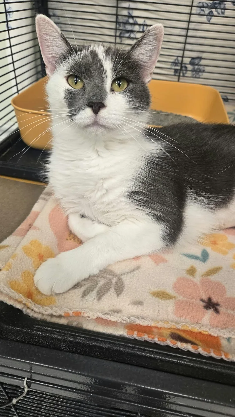 An adult medium-sized female Gray & White Domestic Short Hair cat named Mako for adoption in Martinsville, IN