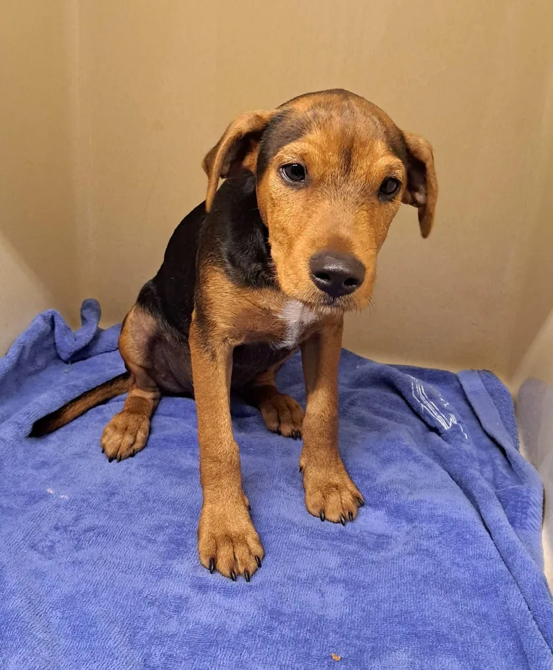 A baby medium-sized male Black Airedale Terrier dog named Smokey for adoption in Cedarburg, WI