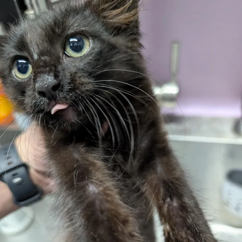 Cinderella thumbnail 2