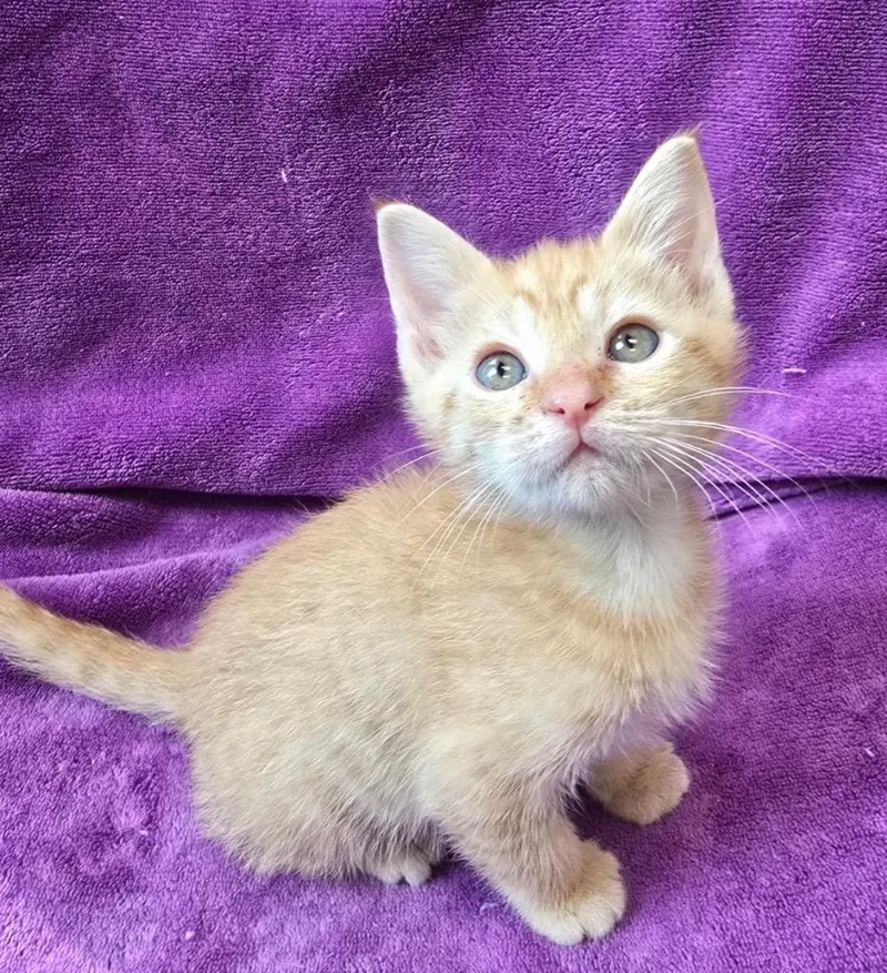 A baby medium-sized female Domestic Short Hair cat named Calypso for adoption in Little Rock, AR
