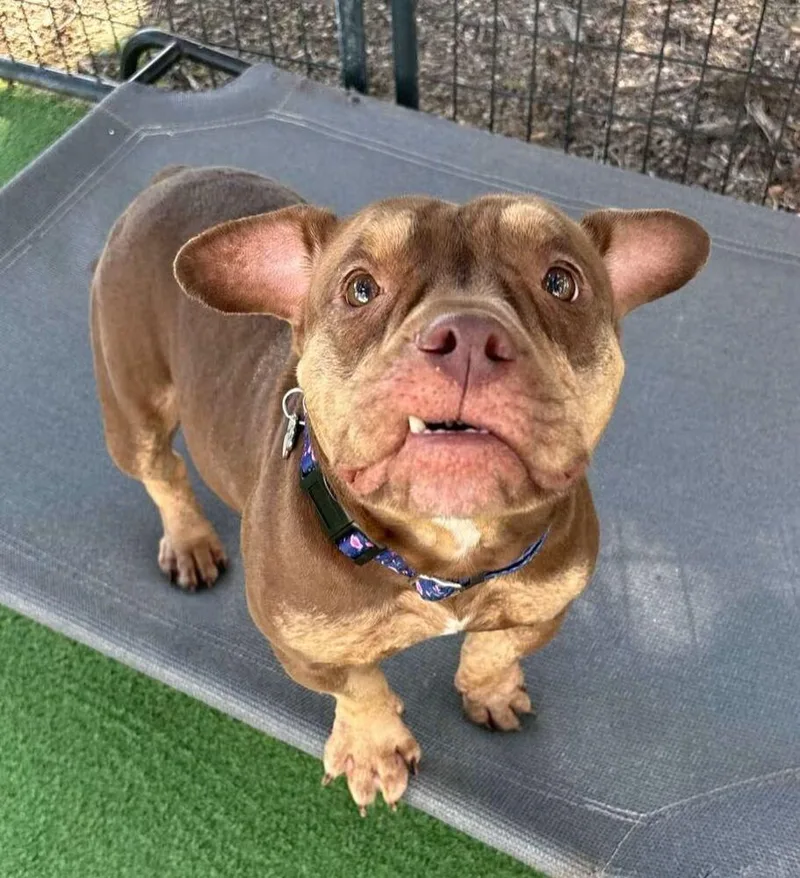 An adult medium-sized female American Bulldog dog named Kali for adoption in Lakeland, FL