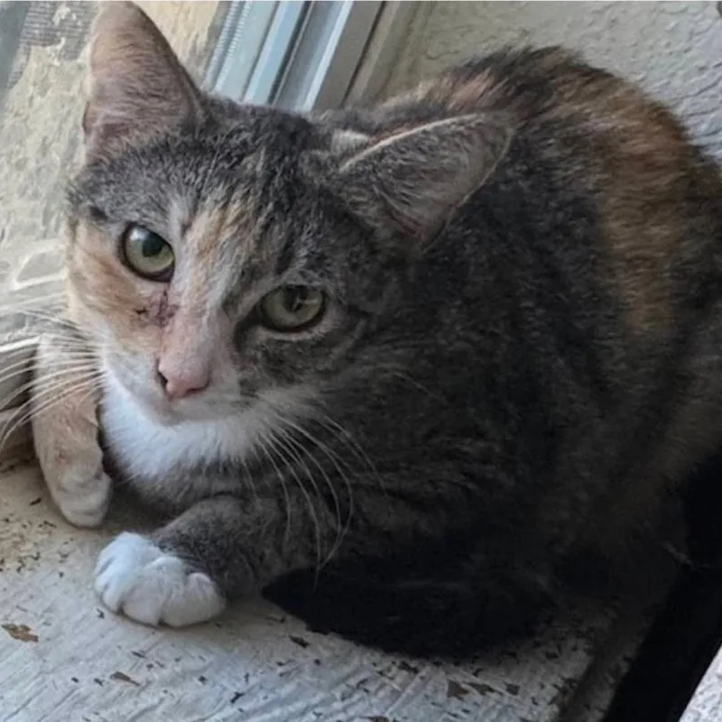 A baby medium-sized female Calico Domestic Short Hair cat named Astra for adoption in Warr Acres, OK