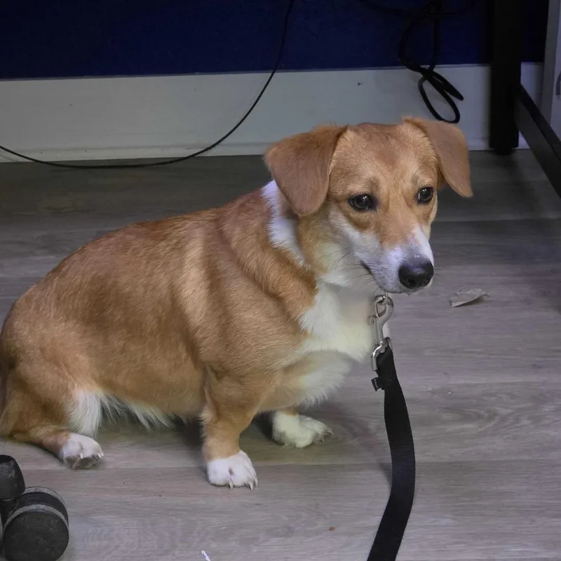 An adult small-sized female Yellow / Tan / Blond / Fawn Corgi dog named Liberty for adoption in Waco, TX