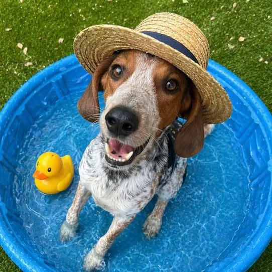 An adult medium-sized male English Coonhound dog named Gator for adoption in Palm Harbor, FL