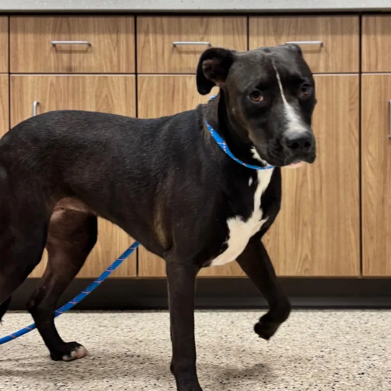 An adult large-sized female Pit Bull Terrier dog named Beth for adoption in Nashville, IN