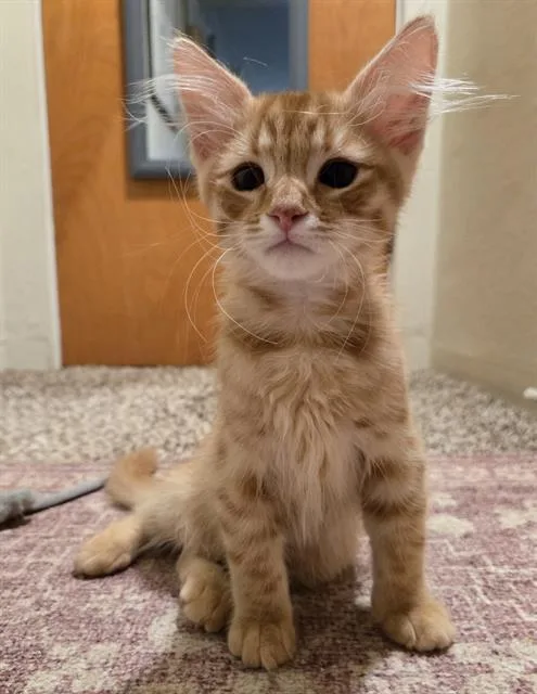 A baby small-sized male Domestic Short Hair cat named Orion for adoption in Sacramento, CA