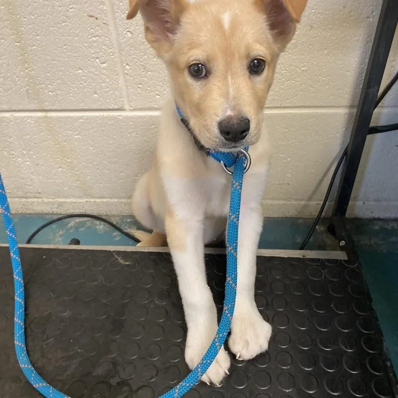 A baby small-sized male White / Cream Mixed Breed dog named Sebastian for adoption in Memphis, TN