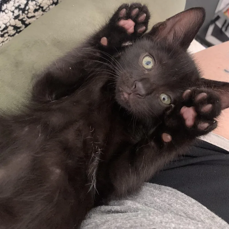 A baby small-sized male Black Domestic Short Hair cat named Dexter for adoption in Spokane, WA