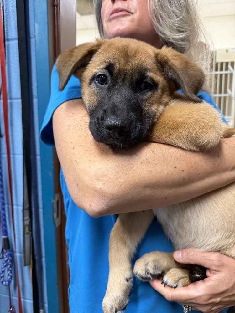 A baby small-sized female Yellow / Tan / Blond / Fawn Mixed Breed dog named Signature for adoption in Alexandria, VA