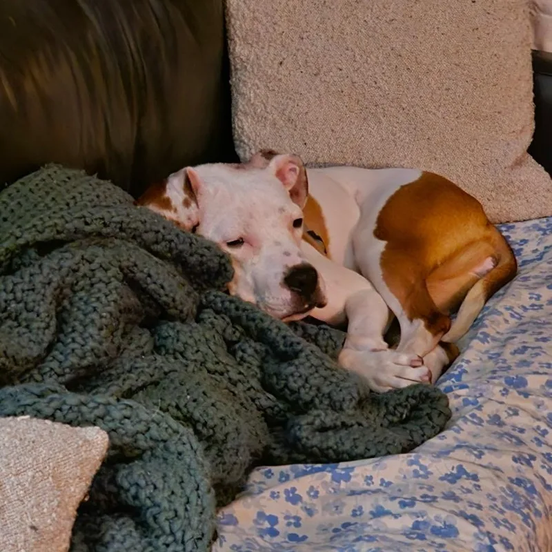 Violetta thumbnail 3